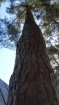 Postupné spilovanie stromu stromolezeckou technikou